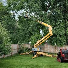 Professional Tree Care Services in Irvine, CA